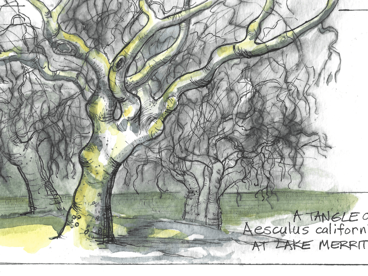 Aesculus Californica